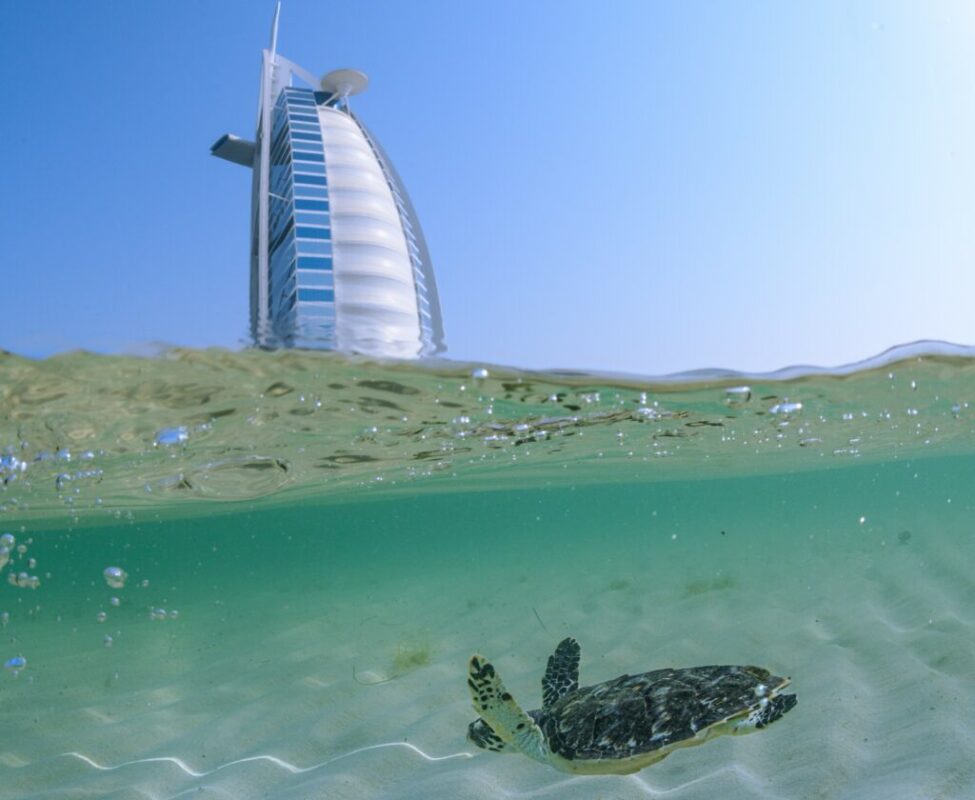 Jumeirah marks World Sea Turtle Day by releasing turtles back to their natural habitat